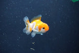 Baby Thai Oranda  Red White 2 Inch (ID#1018ToPTD-20) Free2Day SHIPPING