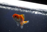 Baby Thai Oranda  Red White 2 Inch (ID#1018ToPTD-20) Free2Day SHIPPING