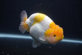 Jumbo Lionchu  Red White 5 Inch (ID#0103R12a-19)