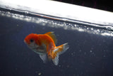 Baby Thai Oranda  Red White 2 Inch (ID#1018ToPTD-20) Free2Day SHIPPING