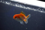 Baby Thai Oranda  Red White 2 Inch (ID#1018ToPTD-20) Free2Day SHIPPING