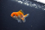 Baby Thai Oranda  Red White 2 Inch (ID#1018ToPTD-20) Free2Day SHIPPING