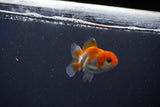 Baby Thai Oranda  Red White 2 Inch (ID#1018ToPTD-20) Free2Day SHIPPING