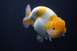 Jumbo Lionchu  Red White 5 Inch (ID#0103R12a-19)