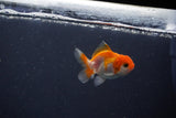 Baby Thai Oranda  Red White 2 Inch (ID#1018ToPTD-20) Free2Day SHIPPING