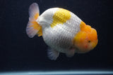 Jumbo Lionchu  Red White 5 Inch (ID#0103R12a-19)