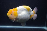 Jumbo Lionchu  Red White 5 Inch (ID#0103R12a-19)