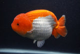 Jumbo Lionchu  Red White 6 Inch (ID#0103R12a-20)