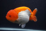 Jumbo Lionchu  Red White 6 Inch (ID#0103R12a-20)