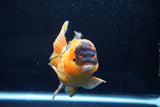 Thai Oranda  Red Black 5 Inch (ID#1018To6b-112)