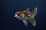 Baby Thai Oranda  Panda 3.5 Inch (ID#1206ToPTA-35) Free2Day SHIPPING