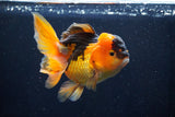 Thai Oranda  Red Black 5 Inch (ID#1018To6b-112)