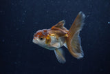 Baby Thai Oranda  Panda 3.5 Inch (ID#1206ToPTA-35) Free2Day SHIPPING