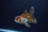 Baby Thai Oranda  Panda 3.5 Inch (ID#1206ToPTA-35) Free2Day SHIPPING