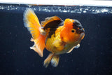 Thai Oranda  Red Black 5 Inch (ID#1018To6c-112)