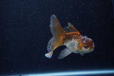 Baby Thai Oranda  Panda 3.5 Inch (ID#1206ToPTA-35) Free2Day SHIPPING