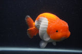 Jumbo Lionchu  Red White 6 Inch (ID#0103R12a-20)