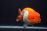 Jumbo Lionchu  Red White 6 Inch (ID#0103R12a-20)