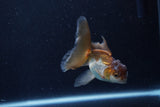 Baby Thai Oranda  Panda 3.5 Inch (ID#1206ToPTA-35) Free2Day SHIPPING