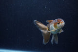 Baby Thai Oranda  Panda 3.5 Inch (ID#1206ToPTA-35) Free2Day SHIPPING