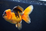 Thai Oranda  Red Black 5 Inch (ID#1018To6c-112)