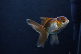 Baby Thai Oranda  Panda 3.5 Inch (ID#1206ToPTA-35) Free2Day SHIPPING