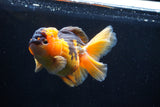 Thai Oranda  Red Black 5 Inch (ID#1018To6c-112)