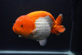 Jumbo Lionchu  Red White 6 Inch (ID#0103R12a-20)