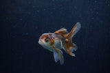 Baby Thai Oranda  Panda 3.5 Inch (ID#1206ToPTA-35) Free2Day SHIPPING