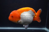 Jumbo Lionchu  Red White 6 Inch (ID#0103R12a-20)