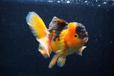 Thai Oranda  Red Black 5 Inch (ID#1018To6c-112)