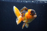 Thai Oranda  Red Black 5 Inch (ID#1018To6c-112)