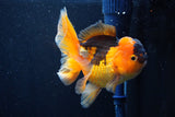 Thai Oranda  Red Black 5 Inch (ID#1018To6b-112)