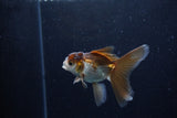 Baby Thai Oranda  Panda 3.5 Inch (ID#1206ToPTA-35) Free2Day SHIPPING