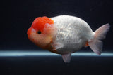 Jumbo Lionchu  Red White 5.5 Inch (ID#0103R12a-21)