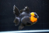 Thai Oranda  Red Black 5 Inch (ID#1018To6b-113)