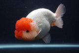 Jumbo Lionchu  Red White 5.5 Inch (ID#0103R12a-21)