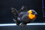 Thai Oranda  Red Black 5 Inch (ID#1018To6c-113)