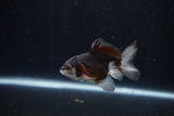 Baby Thai Oranda  Panda 3 Inch (ID#1206ToPTA-36) Free2Day SHIPPING