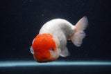 Jumbo Lionchu  Red White 5.5 Inch (ID#0103R12a-21)