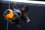 Thai Oranda  Red Black 5 Inch (ID#1018To6c-113)