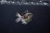 Baby Thai Oranda  Panda 3 Inch (ID#1206ToPTA-36) Free2Day SHIPPING