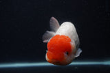 Jumbo Lionchu  Red White 5.5 Inch (ID#0103R12a-21)