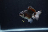 Baby Thai Oranda  Panda 3 Inch (ID#1206ToPTA-36) Free2Day SHIPPING