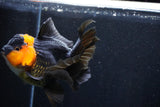 Thai Oranda  Red Black 5 Inch (ID#1018To6b-113)