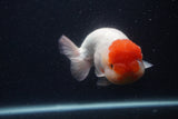 Jumbo Lionchu  Red White 5.5 Inch (ID#0103R12a-21)