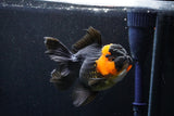 Thai Oranda  Red Black 5 Inch (ID#1018To6b-113)