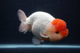 Jumbo Lionchu  Red White 5.5 Inch (ID#0103R12a-21)