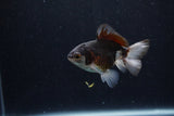 Baby Thai Oranda  Panda 3 Inch (ID#1206ToPTA-36) Free2Day SHIPPING