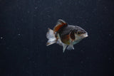 Baby Thai Oranda  Panda 3 Inch (ID#1206ToPTA-36) Free2Day SHIPPING